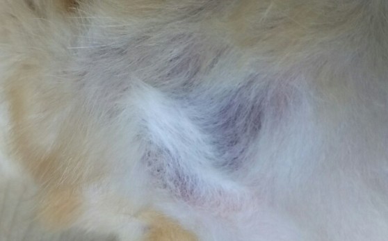 犬の首の下に内出血 アザ を発見 これって病気 原因は採血でした ママプラ