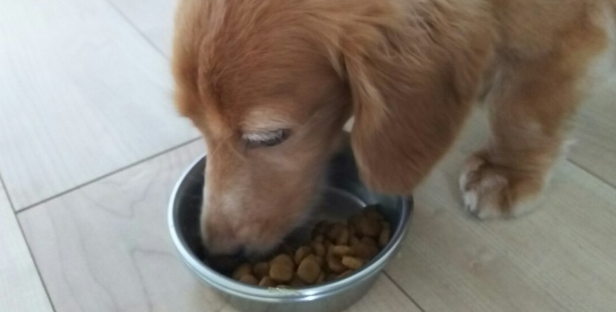 犬の食事